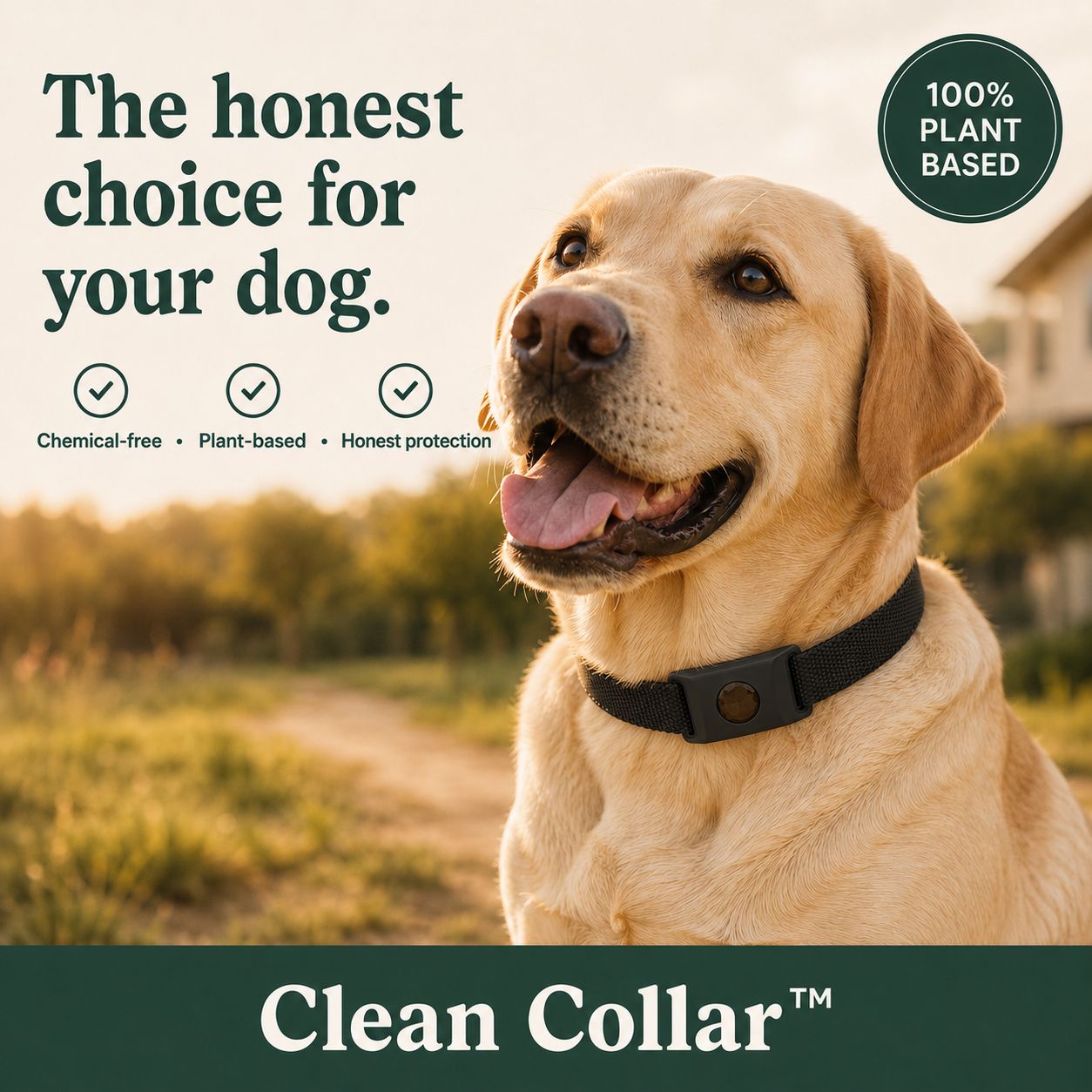 The Clean Collar