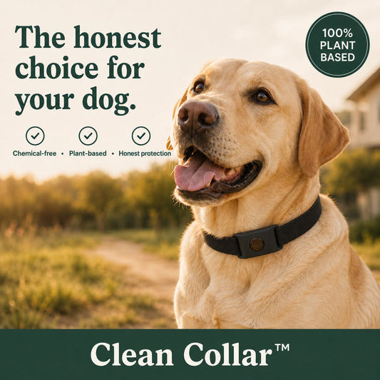 The Clean Collar
